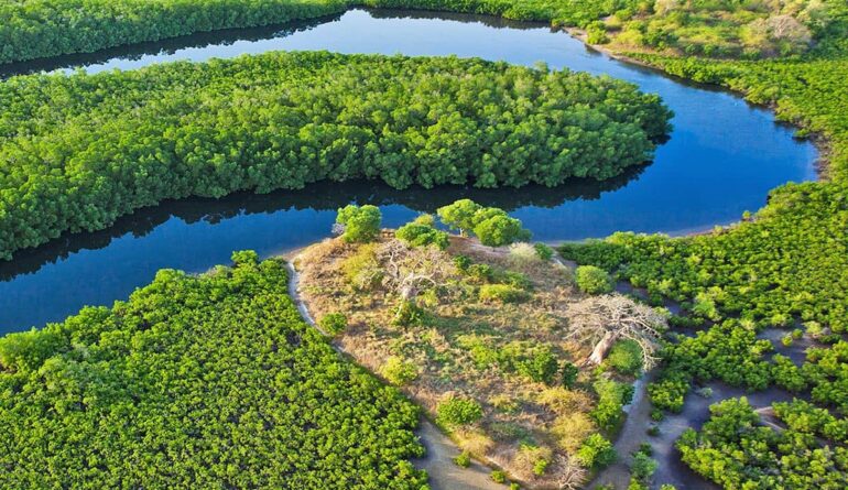 Tourisme-Senegal-Mangrove-Sine-Saloum